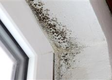 енергоаудит fungus2 title
