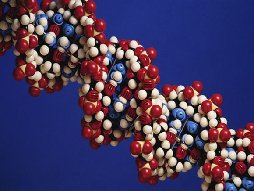 nucleic acids